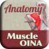 Anatomy - Muscle OINA